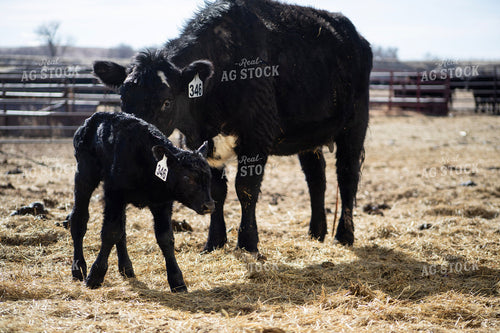 Angus Cow Calf Pair 117268