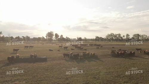 Pen of Hereford Bulls Drone 6545