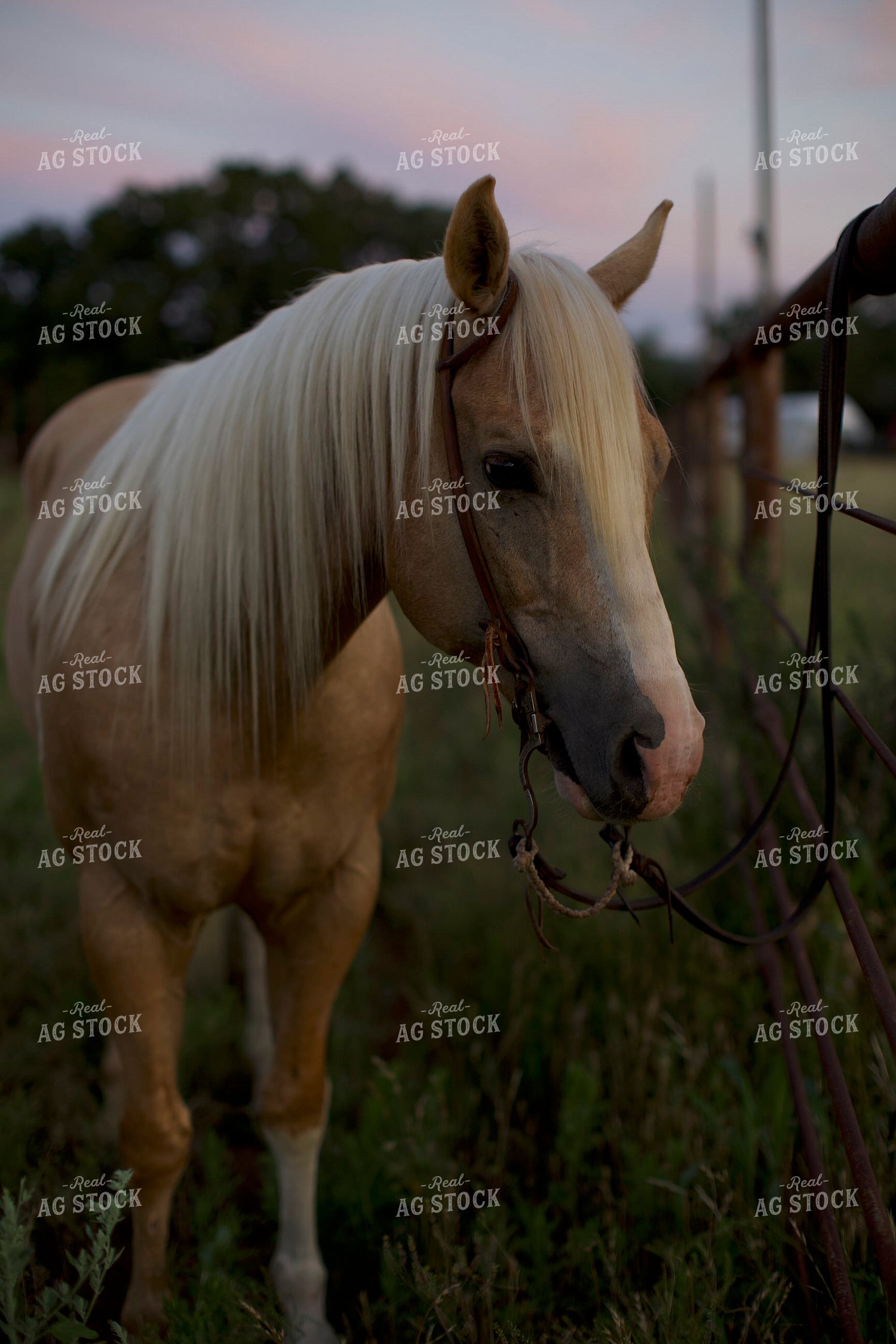 Horse 205062
