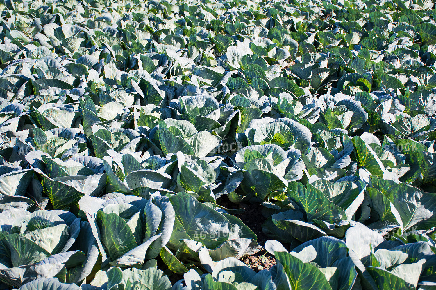 Cabbage Field 50153