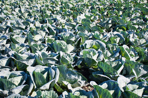 Cabbage Field 50153
