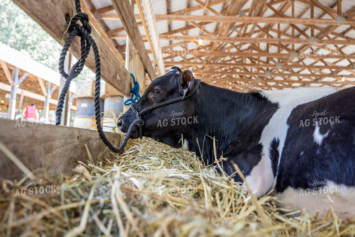 Show Cow 270298