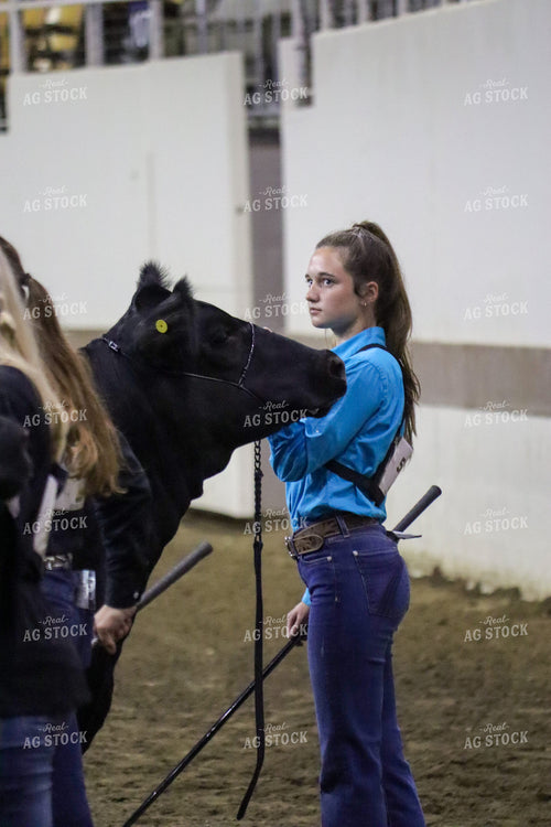 Farm Kid Showing Cow 109060