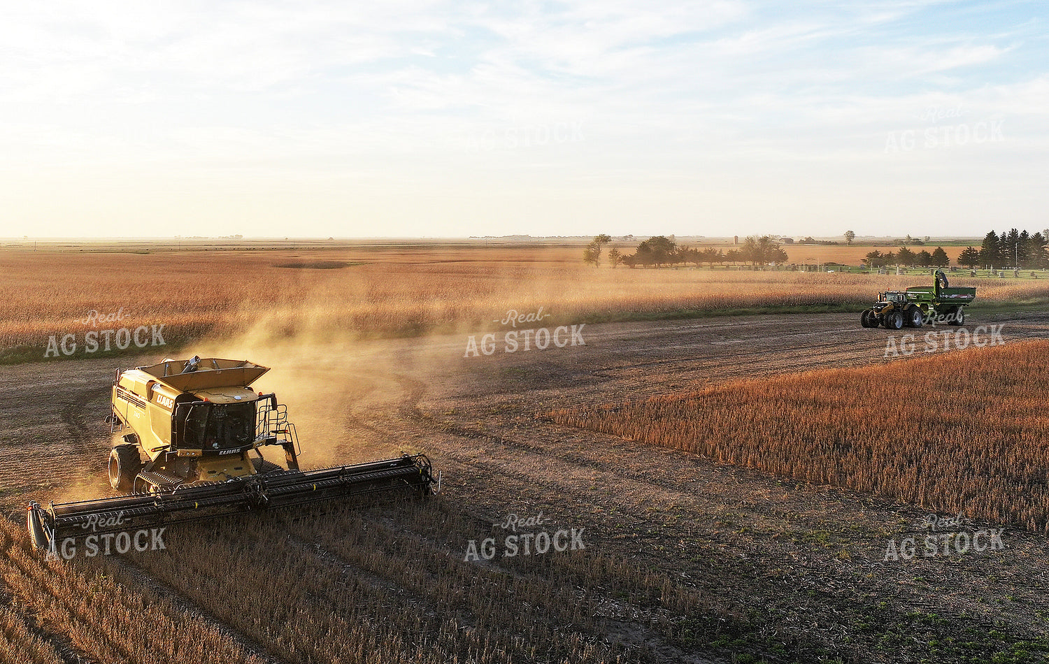 Soybean Harvest 141475