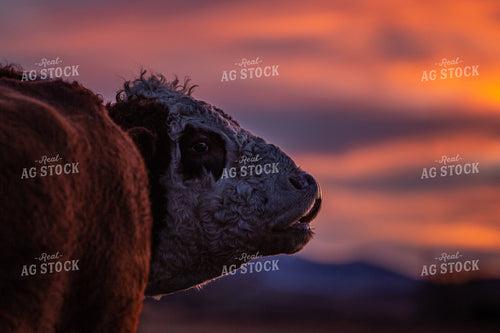 Hereford Cow Head in Sunset 81031
