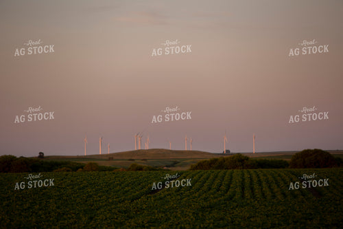 Soybeans - Mid-Season 1483