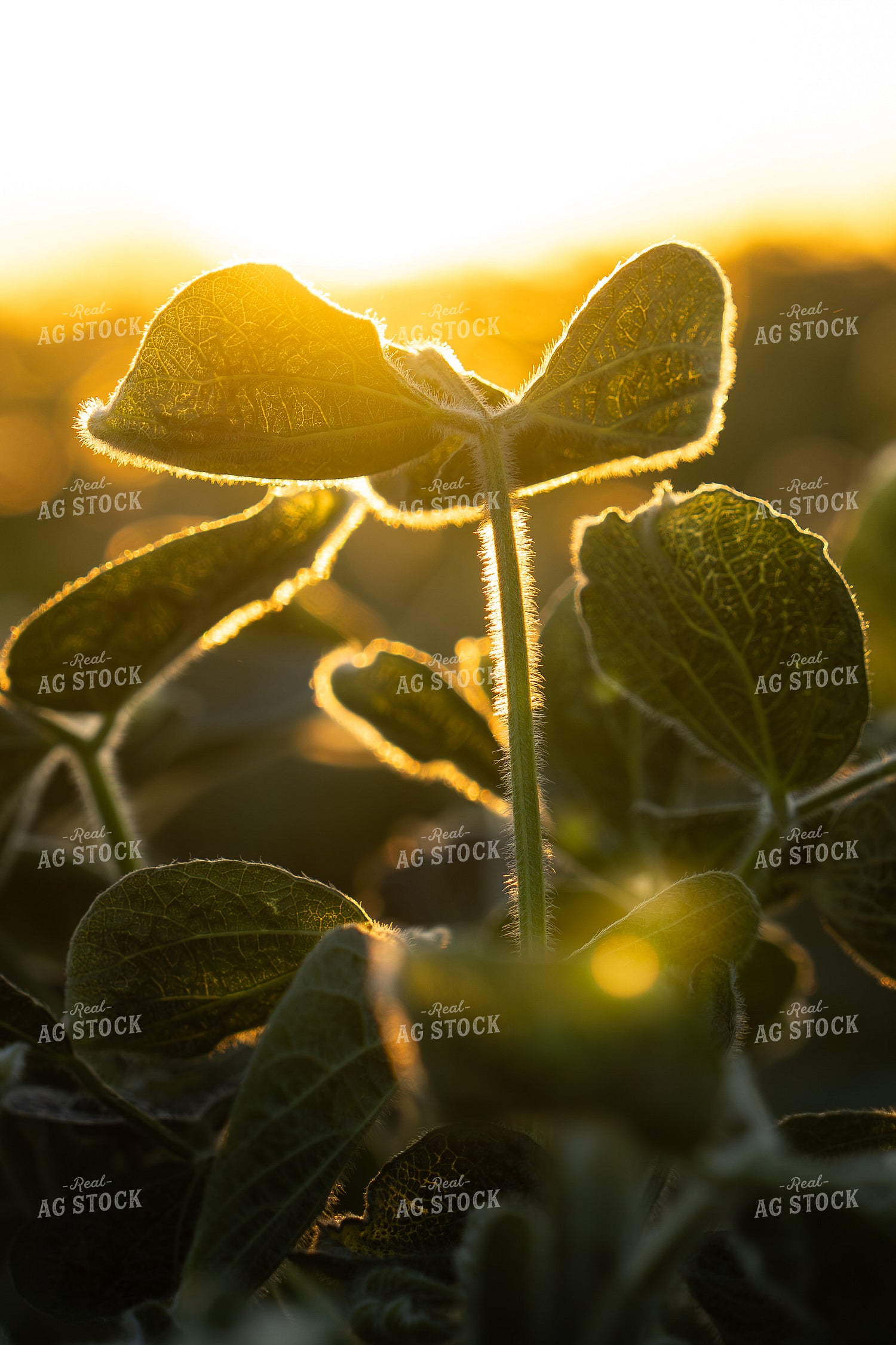 Mid-Season Soybean Field 65934