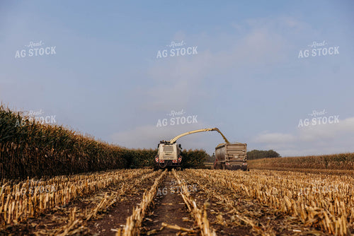 Chopping Corn Silage 152021