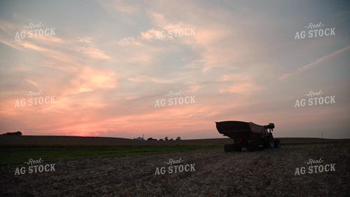 Grain Cart Driving Through Corn Field at Sunset