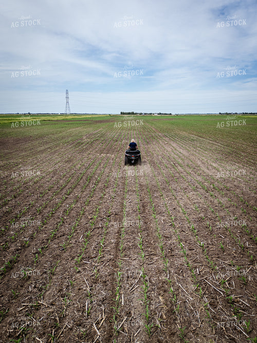 Female Agronomist Scouting Field 67728