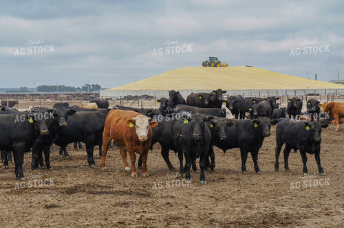 Cattle in Feedlot 156045