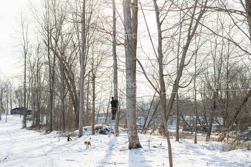 Farmer Tapping Maple Trees 52947