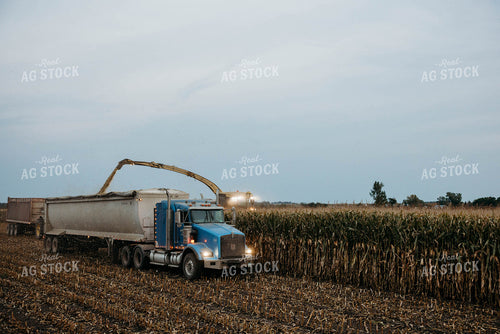Chopping Corn Silage 152033