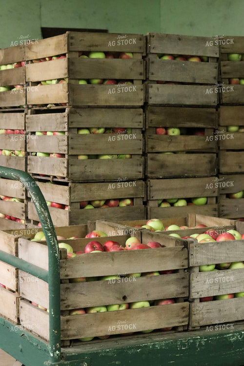 Harvested Apples 109119