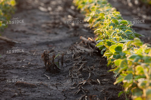 Soybeans - Mid-Season 1520