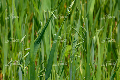 Oats in Anthesis 132079