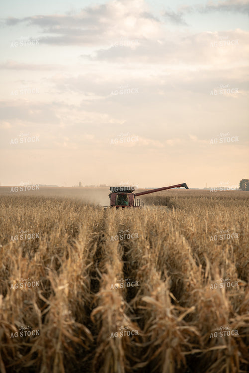 Corn Harvest 76509