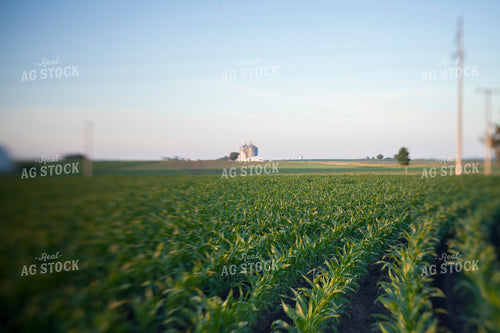 Corn - Mid-Season 1244