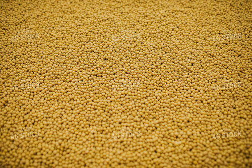 Untreated Soybean Close Up 5359