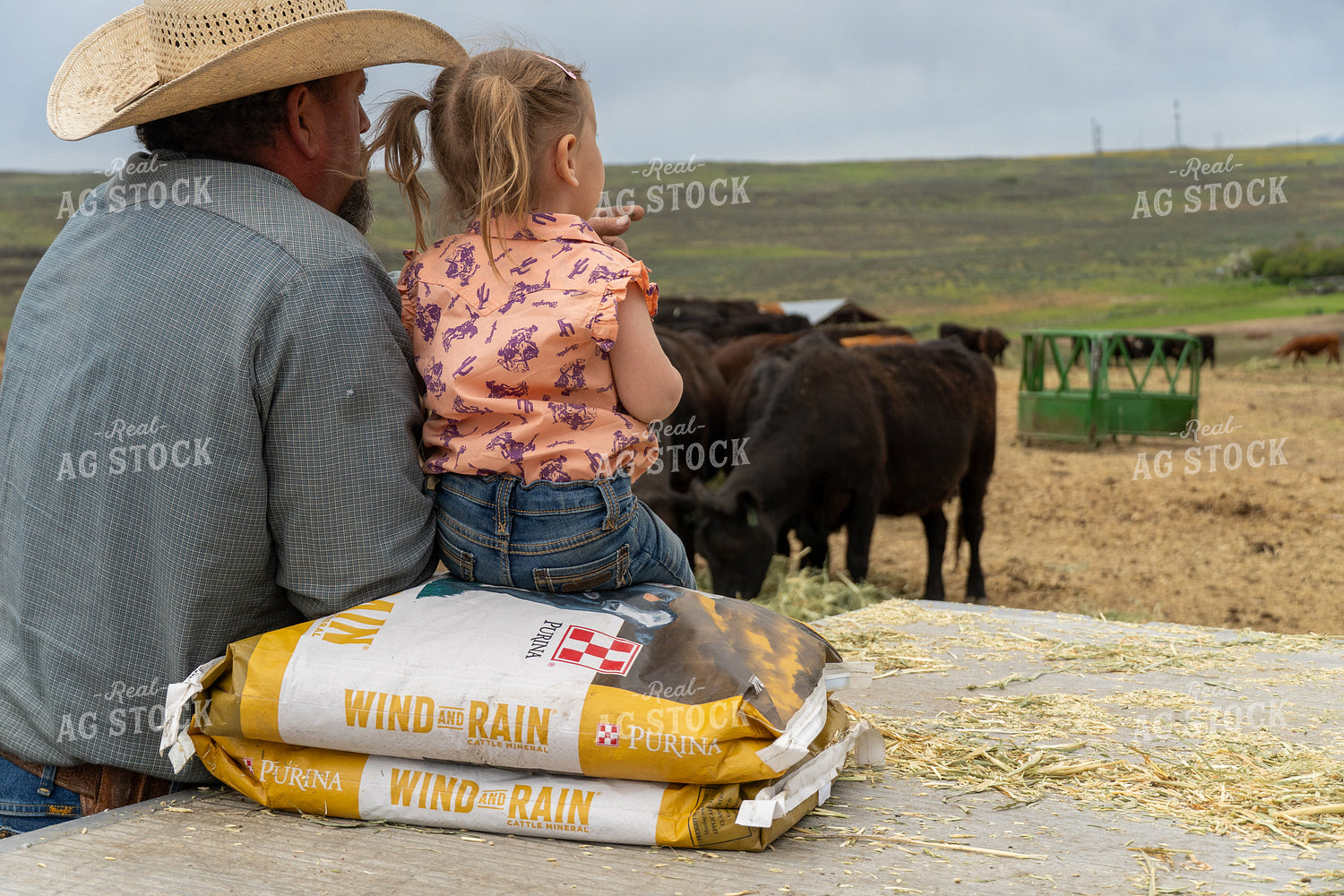 Father and Daughter Observing Cattle on a Rural Ranch 65266