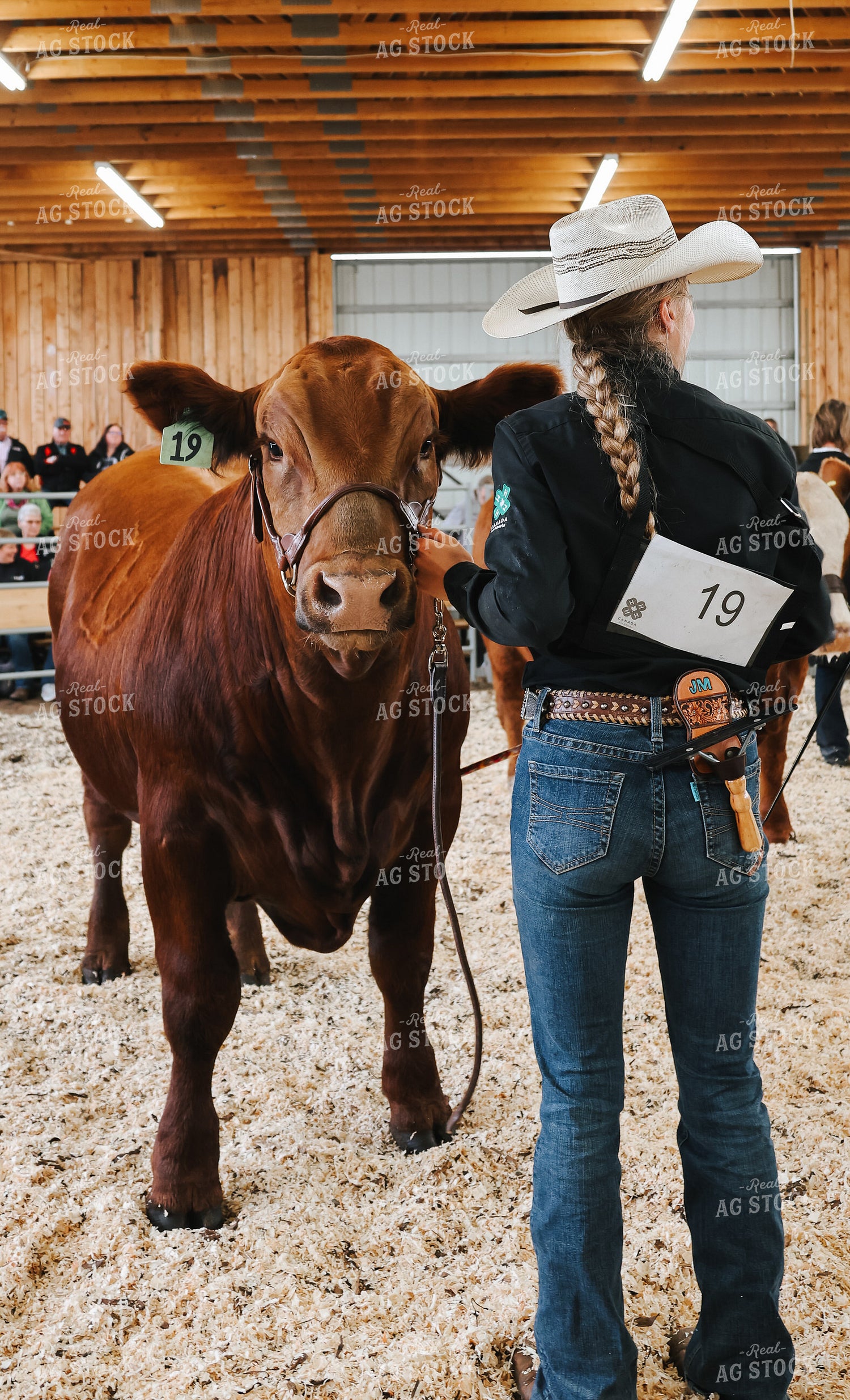 Showing Cattle 187045
