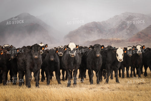 Weaned Angus and Black Baldy Calves 78232