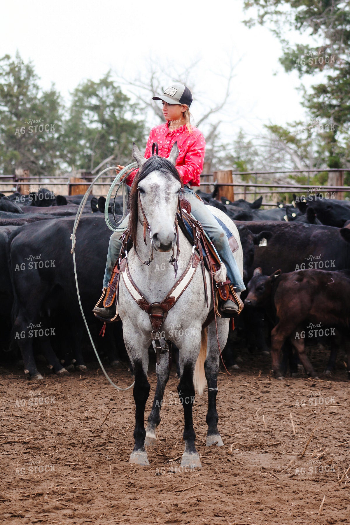 Farm Kid Sorting Cattle on Horseback 237032
