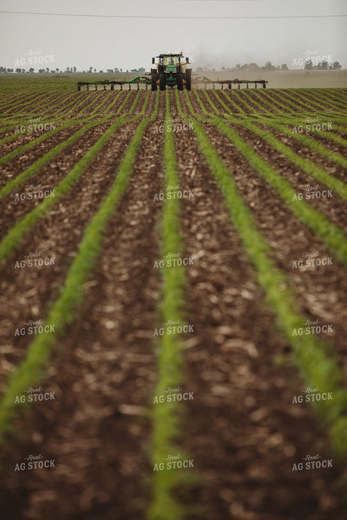 Side Dressing Fertilizer in Corn Field 5746