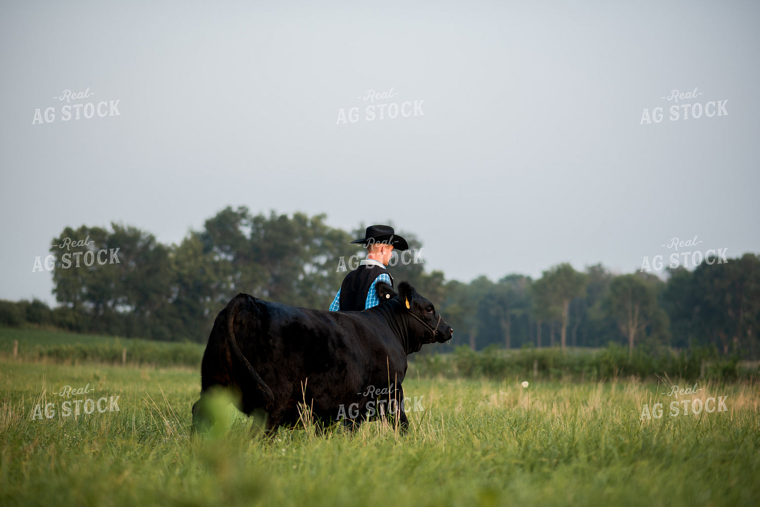 Farm Kid with Show Cow 76738