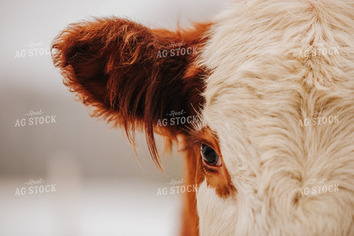 Hereford Cow Face Close Up 68099