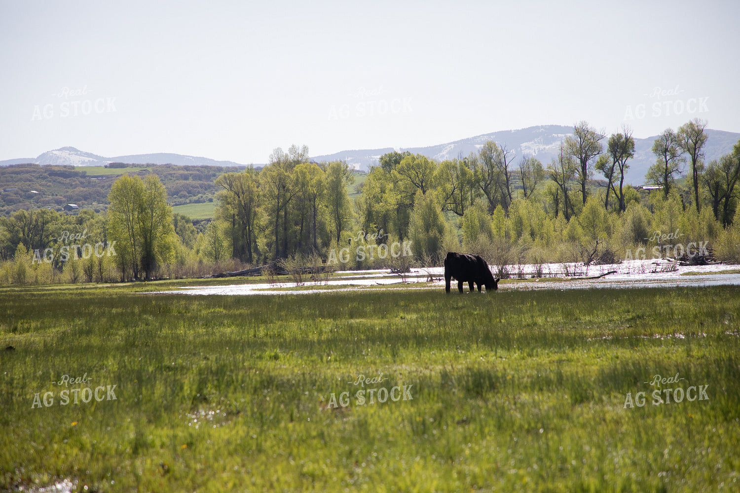 Cattle Along Creek in Pasture 117042