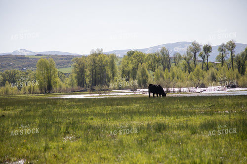 Cattle Along Creek in Pasture 117042