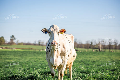 Holstein Cow 270523