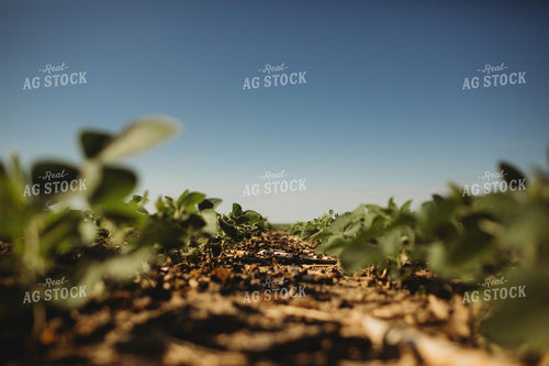 Rows of Green Soybeans 4365