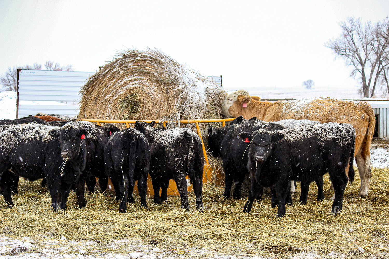 Cattle 155016
