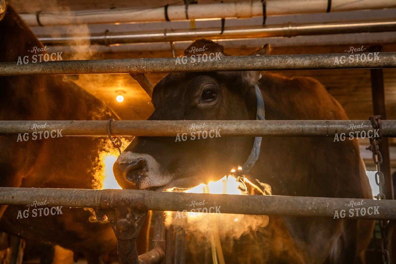 Jersey Cow in Dairy Barn 270681