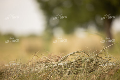Cut Hay 143018