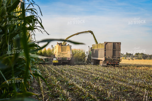 Silage Harvest 56247