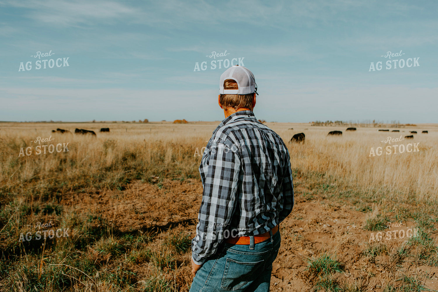 Rancher Checks Cattle 187080