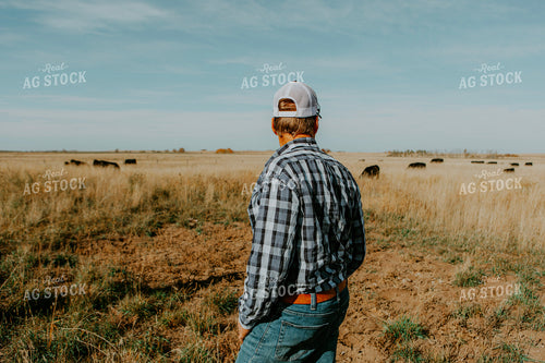 Rancher Checks Cattle 187080