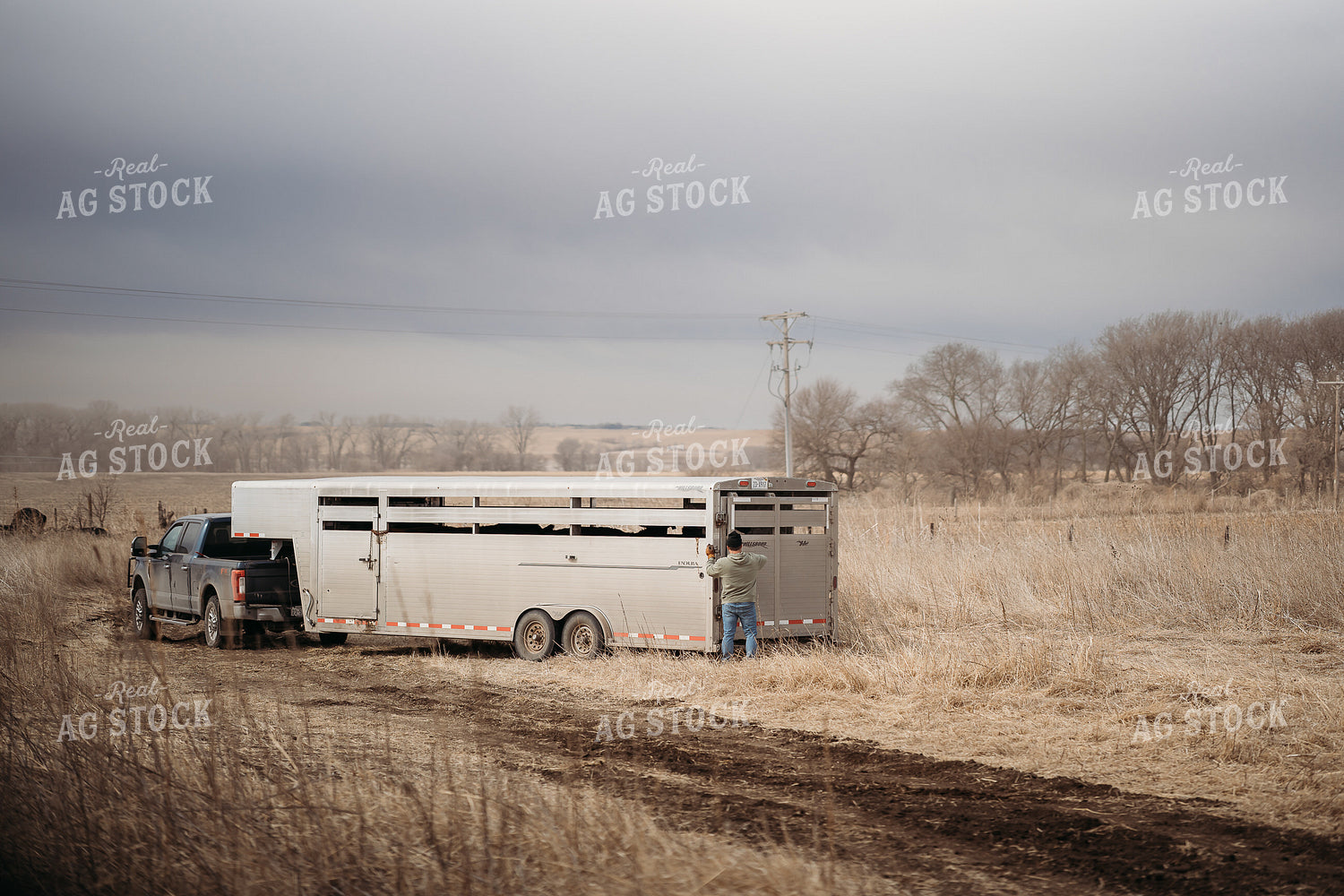 Unloading Cows on Pasture 196219