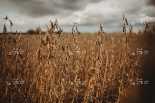 Dry Soybeans Under Cloudy Sky 3376