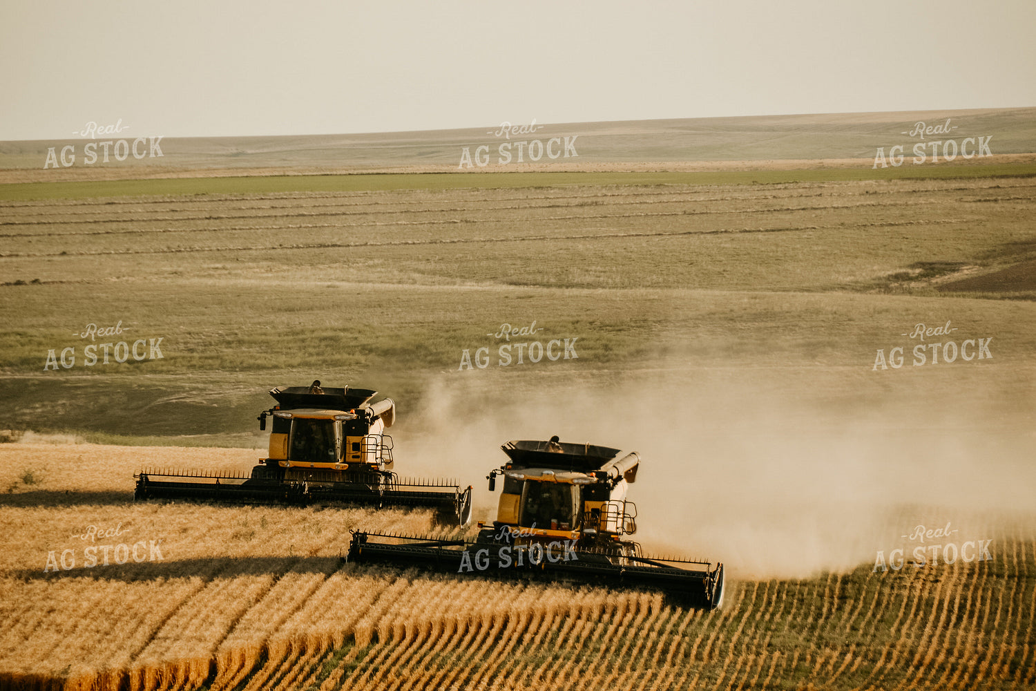Combine Threshing Wheat 64095
