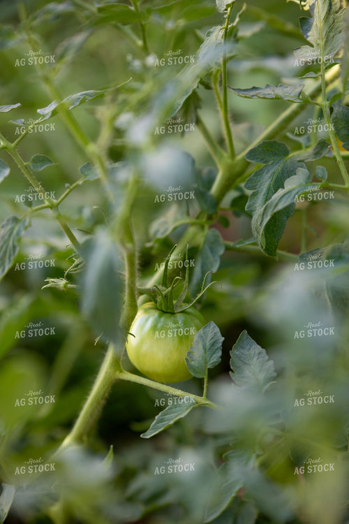 Tomatoes 208080