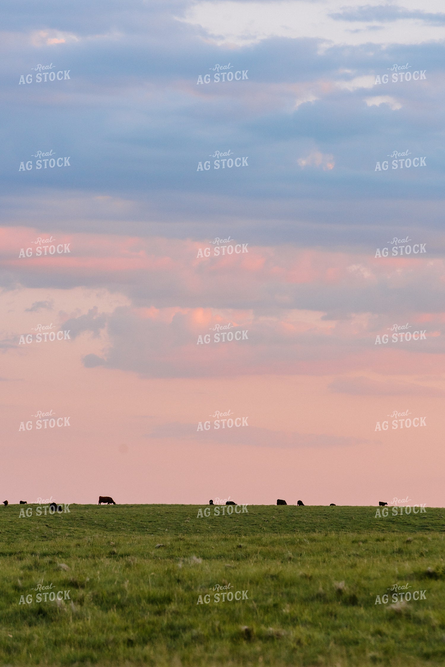 Angus Cattle Grazing in Pasture 68081