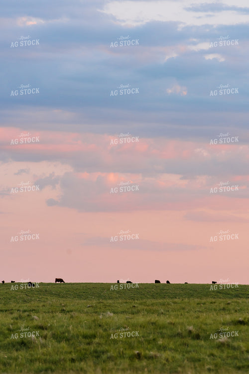 Angus Cattle Grazing in Pasture 68081
