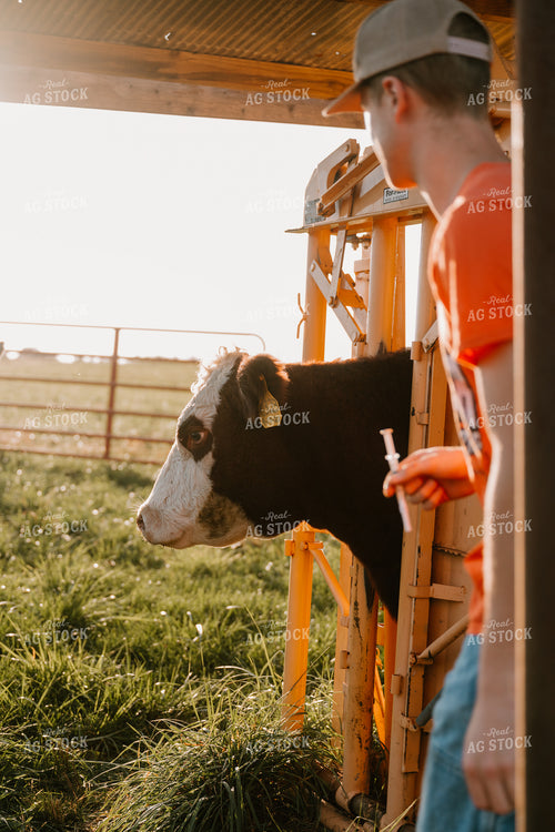 Hereford Cattle in Squeeze Chute 125348