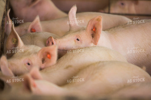 Pigs in Barn 3873