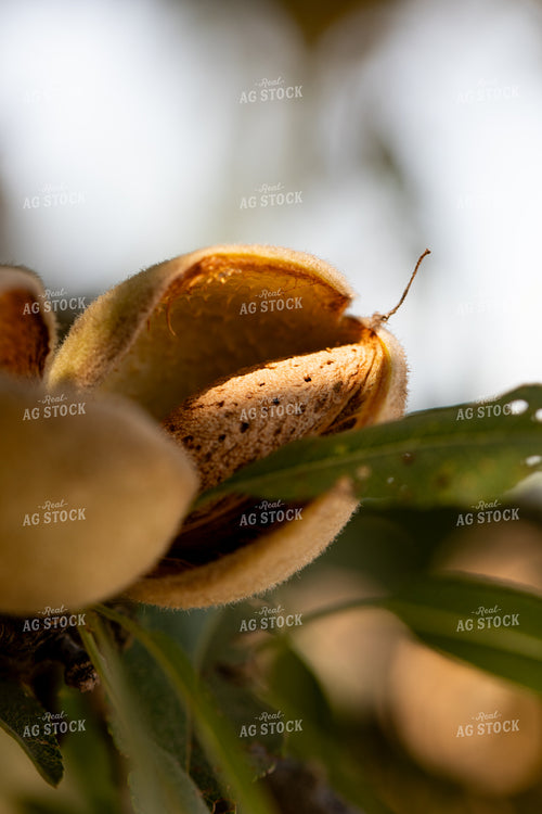 Almonds 276055