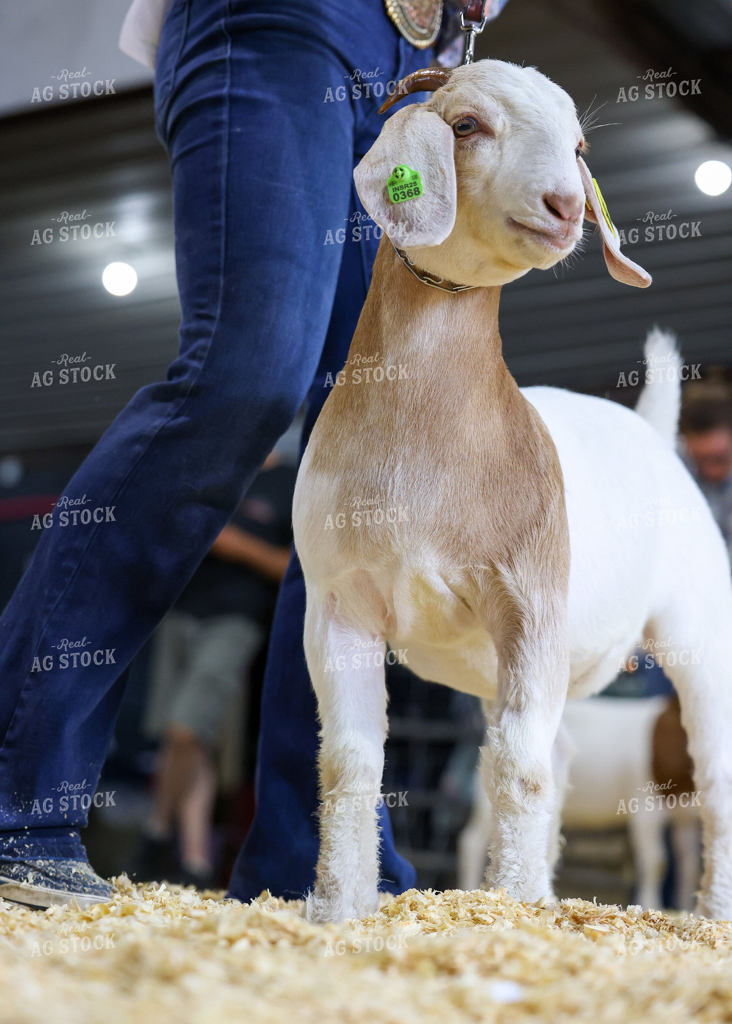 Showing Goats 160108